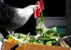 Бесплатная подкормка для кур: какую траву и ботву можно давать птице