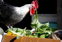 Бесплатная подкормка для кур: какую траву и ботву можно давать птице