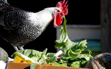 Бесплатная подкормка для кур: какую траву и ботву можно давать птице