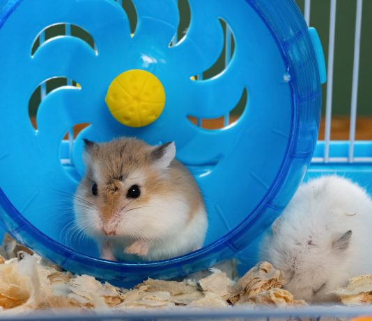 Без травм и смертей: как выбрать беговое колесо для хомяка.