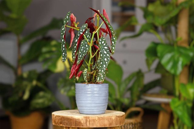 Пятнистая бегония (Begonia maculata) Пятнистая бегония (Begonia maculata)