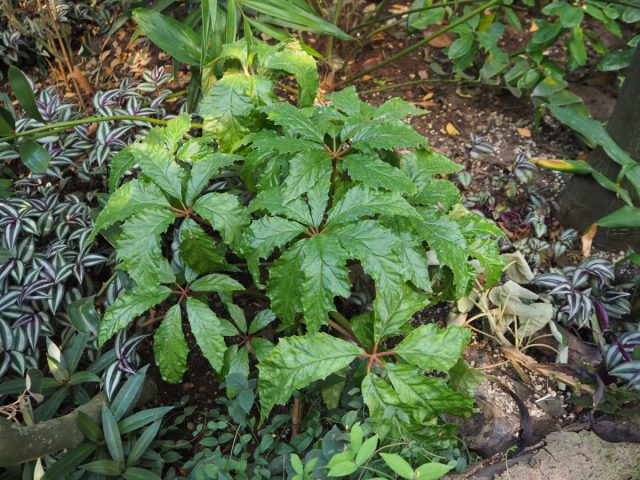 Каролинолистная бегония (В. carolineifolia Regel). Каролинолистная бегония (В. carolineifolia Regel).