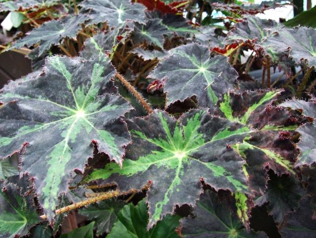 Борщевиковолистная бегония (Begonia heracleifolia). Борщевиковолистная бегония (Begonia heracleifolia).