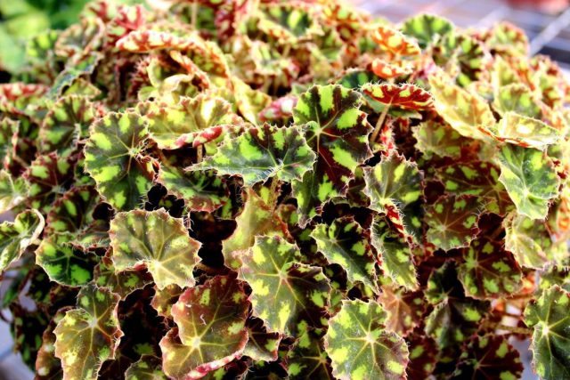Тигровая бегония (Begonia tiger). Тигровая бегония (Begonia tiger).