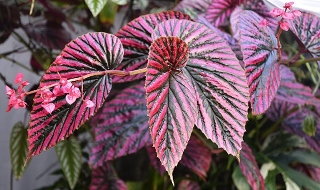 Металлическая бегония (Begonia metallica). Металлическая бегония (Begonia metallica).