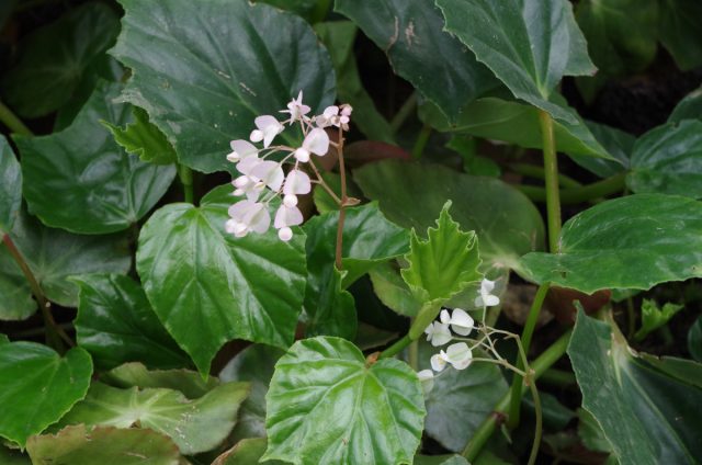 Вьюнковая бегония (Begonia convolvulacea). Вьюнковая бегония (Begonia convolvulacea).