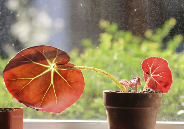 Краснолистная бегония (Begonia erythrophylla). Краснолистная бегония (Begonia erythrophylla).