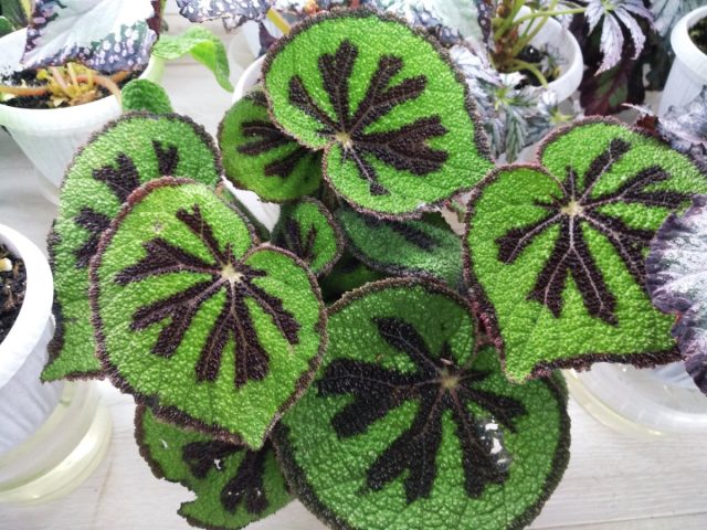 Бегония Мэсона (Begonia masoniana). Бегония Мэсона (Begonia masoniana).