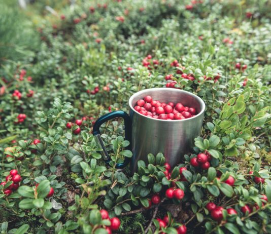 Давайте вырастим бруснику: правила ухода за ягодным кустарником.