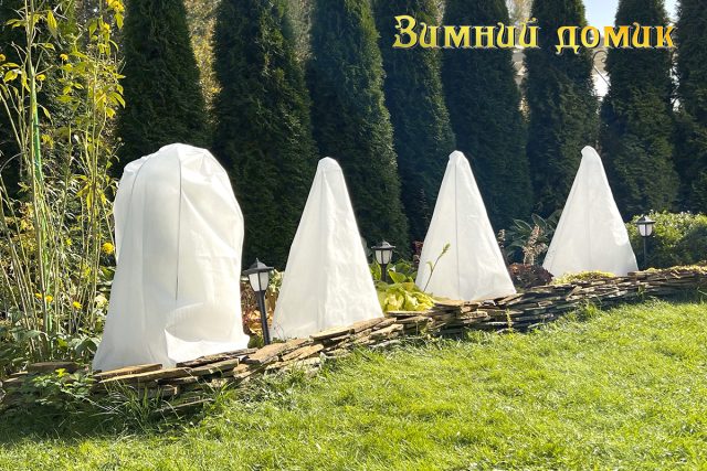 Не укрывайте розы раньше времени. Не укрывайте розы раньше времени.