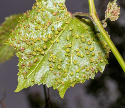 Какие вредители опасны для винограда — способы и методы защиты