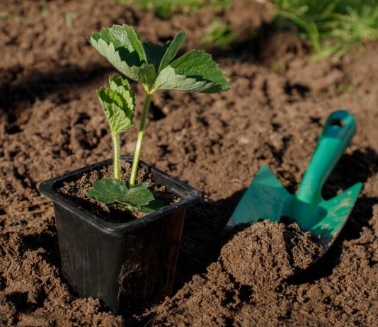 Какой способ размножения клубники лучше — рожки, фриго, микроклоны, семена? - Ягодник Какой способ размножения клубники лучше — рожки, фриго, микроклоны, семена?