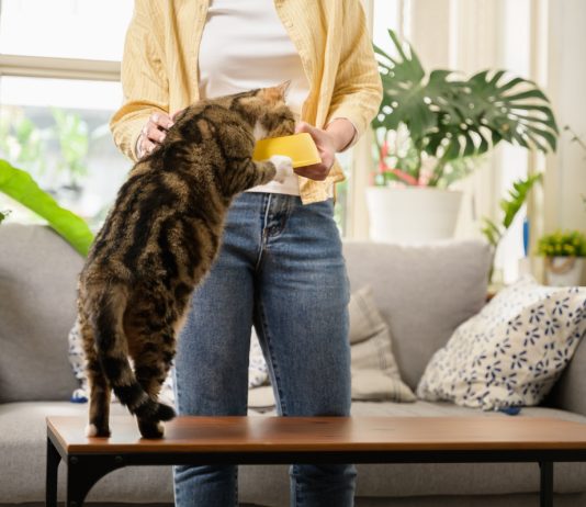 Почему кошка постоянно просит есть? 8 частых причин.