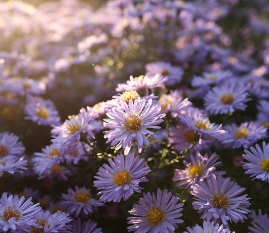 Настоящие многолетние астры — что на самом деле растет в вашем цветнике?