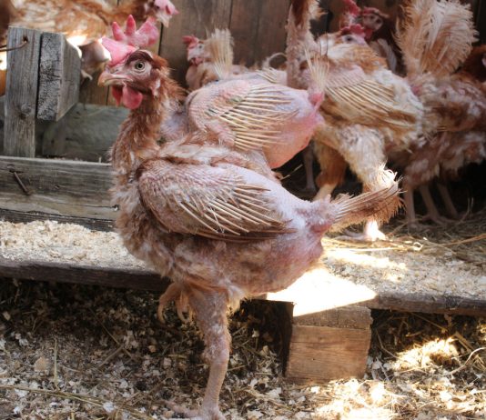 Не пугаемся лысых кур: что нужно знать об осенней линьке птицы - ООО «Ваше Хозяйство» Не пугаемся лысых кур: что нужно знать об осенней линьке птицы.