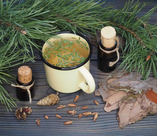 Неожиданная польза от сосны обыкновенной — уникальные свойства дерева - Цветник и ландшафт Неожиданная польза от сосны обыкновенной — уникальные свойства дерева