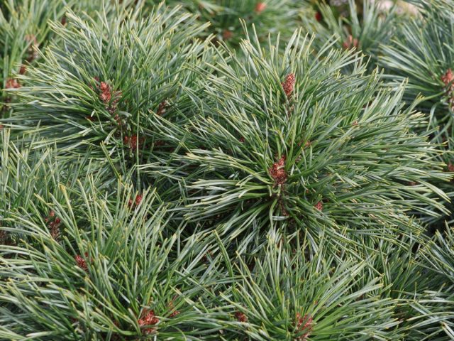"Шантри Блю" (Pinus sylvestris 'Chantry Blue') "Шантри Блю" (Pinus sylvestris 'Chantry Blue')