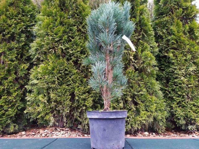 "Фастигиата" (Pinus sylvestris 'Fastigiata'). "Фастигиата" (Pinus sylvestris 'Fastigiata').