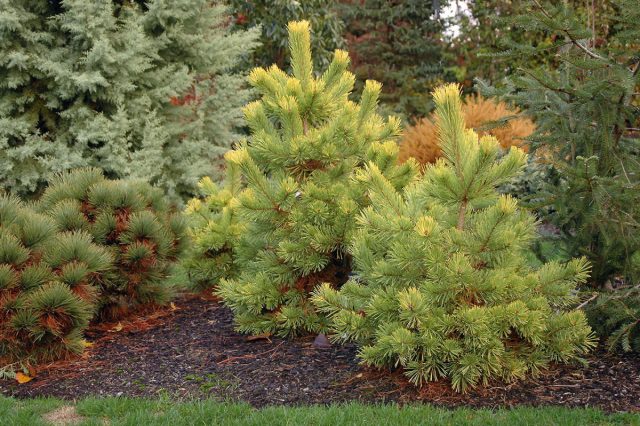 "Ауреа Нисбет" (Pinus sylvestris 'Aurea Nisbet'). "Ауреа Нисбет" (Pinus sylvestris 'Aurea Nisbet').