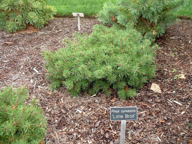 "Литтл Бролли" (Pinus sylvestris 'Little Brolly'). "Литтл Бролли" (Pinus sylvestris 'Little Brolly').