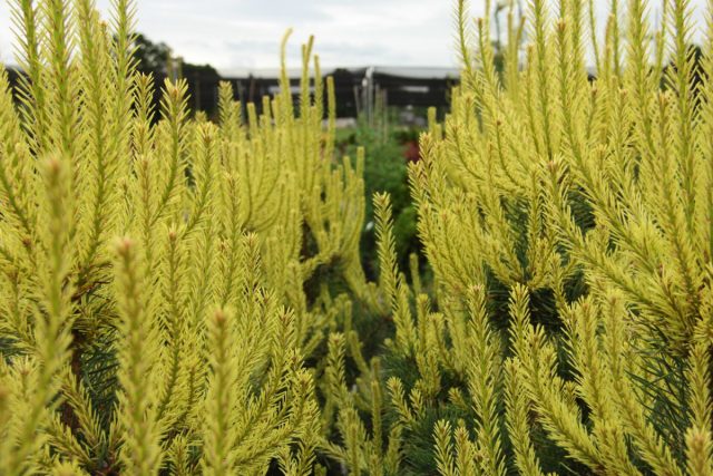 "Канделайт" (Pinus sylvestris 'Candlelight'). "Канделайт" (Pinus sylvestris 'Candlelight').