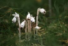 О существовании этих уникальных растений вы вряд ли знали.