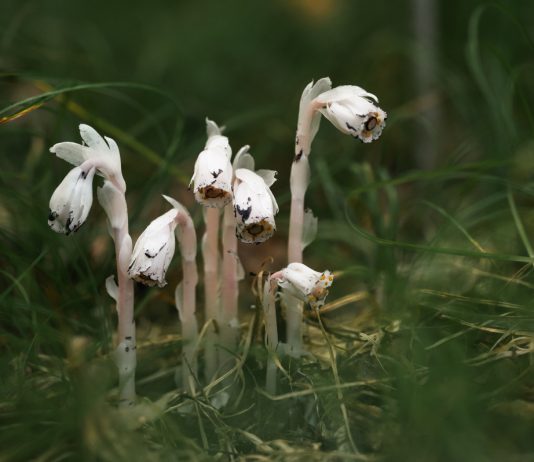О существовании каких уникальных растений вы вряд ли знали? - Цветник и ландшафт О существовании этих уникальных растений вы вряд ли знали.