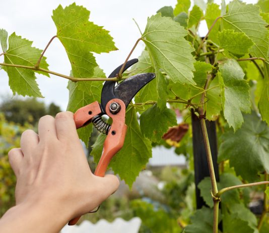 Особенности ухода за виноградом в августе - Ягодник Особенности ухода за виноградом в августе