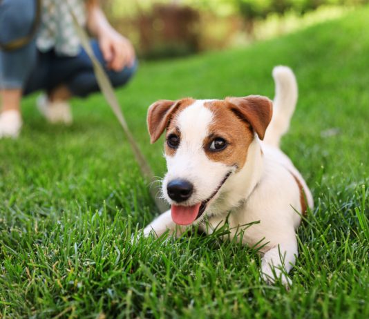 Правила прогулки с собакой в жару