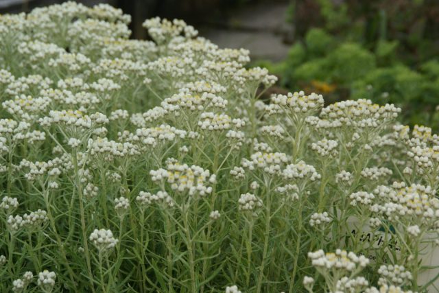 Анафалис жемчужный (Anaphalis margaritacea) – самый известный и распространенный вид. Анафалис жемчужный (Anaphalis margaritacea) – самый известный и распространенный вид.