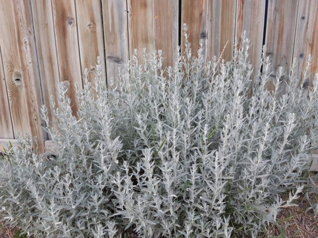 Полынь Людовика (Artemisia ludoviciana). Полынь Людовика (Artemisia ludoviciana).