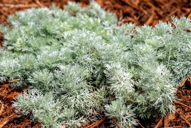 Полынь Шмидта (Artemisia schmidtiana). Полынь Шмидта (Artemisia schmidtiana).
