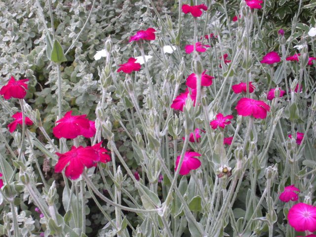 Ажурные кусты лихниса корончатого (Lychnis coronaria) раньше нередко можно было увидеть на приусадебных участках. Ажурные кусты лихниса корончатого (Lychnis coronaria) раньше нередко можно было увидеть на приусадебных участках.