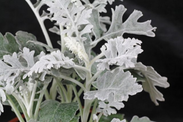 Якобея приморская (Jacobaea maritima), она же крестовник пепельный, больше известна нам под другим названием – цинерария приморская. Якобея приморская (Jacobaea maritima), она же крестовник пепельный, больше известна нам под другим названием – цинерария приморская.