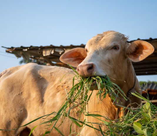 Скрытная болезнь коров: симптомы ацидоза и особенности профилактики - Животные Скрытная болезнь коров: симптомы ацидоза и особенности профилактики.