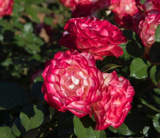 «Светящиеся» в сумерках розы — цветки с неоновой окраской.