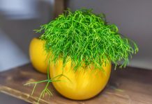 Удивительный лесной кактус: все о рипсалисе и его видах
