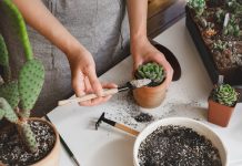 Все секреты ухода за эхеверией, сохраняем суккулент живым и прекрасным .