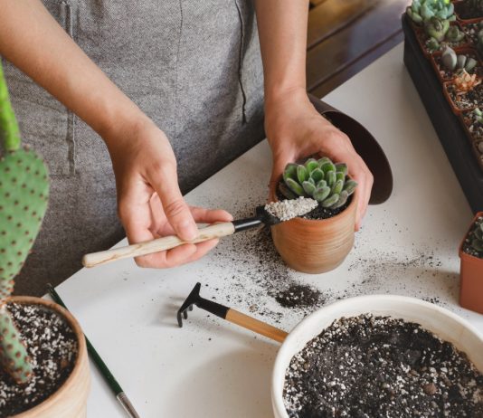 Все секреты ухода за эхеверией, сохраняем суккулент живым и прекрасным .