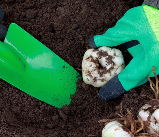 Все тонкости и преимущества посадки лилий осенью.