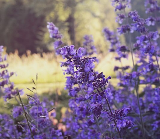 Ароматное украшение сада: котовники, пахучки и душевики - Цветы многолетние Ароматное украшение сада: котовники, пахучки и душевики.