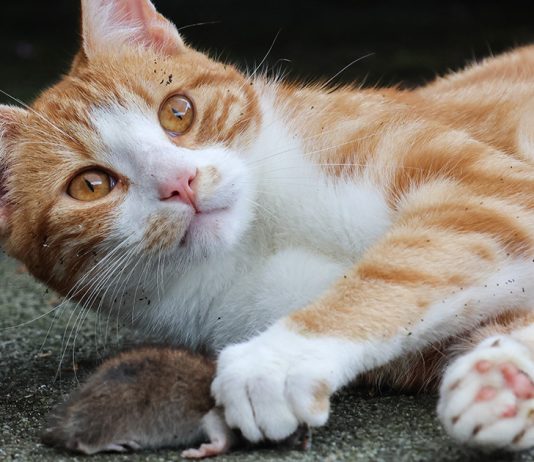 Чего боятся крысы: рабочие методы отпугивания и борьбы с грызунами - Дикие и экзотические животные Чего боятся крысы: рабочие методы отпугивания и борьбы с грызунами.