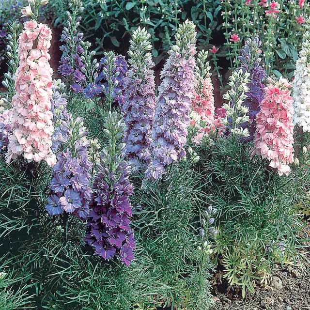 Дельфиниум Аякса серия "Дварф Гиацинт-флауэрд" ('Dwarf Hyacinth-flowered') Дельфиниум Аякса серия "Дварф Гиацинт-флауэрд" ('Dwarf Hyacinth-flowered')