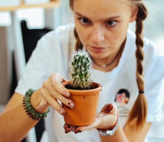 Главные правила ухода за кактусами — о чем забывают цветоводы - Комнатные растения Главные правила ухода за кактусами — о чем забывают цветоводы.