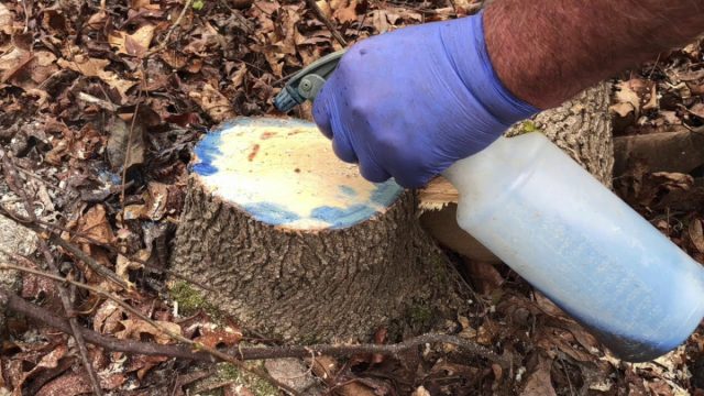Просверлите отверстия в пне и корнях и заполните их смесью воды и гербицида в соотношении 1:1. Просверлите отверстия в пне и корнях и заполните их смесью воды и гербицида в соотношении 1:1.