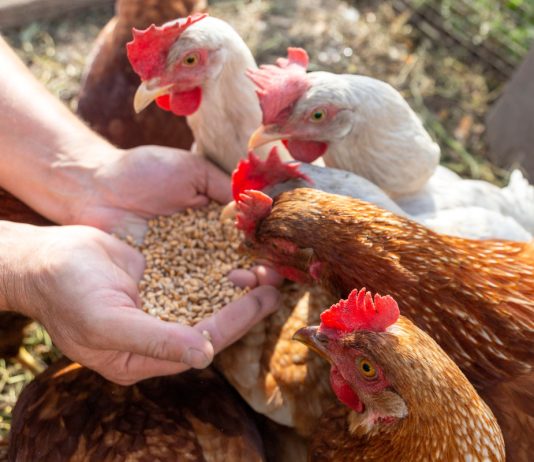 Комбикорм для кур своими руками: все плюсы и минусы - Животные Комбикорм для кур своими руками: все плюсы и минусы.