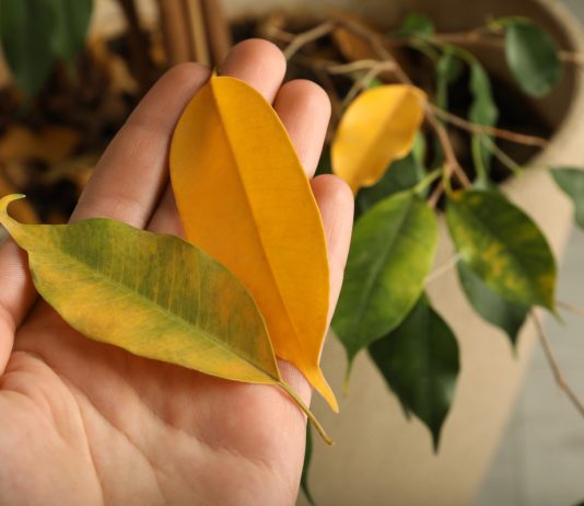 Лучшие методы для профилактики болезней и вредителей комнатных растений.