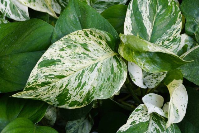 Эпипремнум "Марбл Квин" ('Marble Queen') - листья сердцевидные с рисунком из пятен и полос кремово-белой гаммы на зелёном фоне. Эпипремнум "Марбл Квин" ('Marble Queen') - листья сердцевидные с рисунком из пятен и полос кремово-белой гаммы на зелёном фоне.