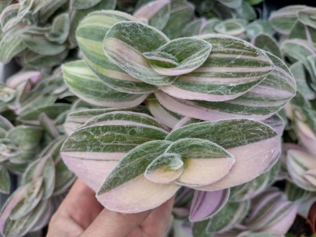Традесканция силламонтана "Вариегата" (sillamontana 'Variegata') - листья светло-зелёные с кремовыми или жёлтыми полосками. Традесканция силламонтана "Вариегата" (sillamontana 'Variegata') - листья светло-зелёные с кремовыми или жёлтыми полосками.
