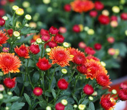 Лучшие сорта хризантемы корейской и ее использование в саду.